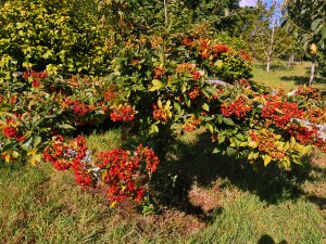 Photinia villosa var. coreana