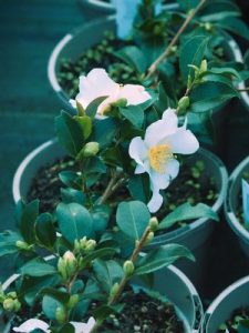 Camellia sasanqua