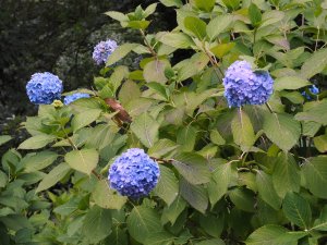 Hydrangea ‘Générale Vicomtesse de Vibraye’