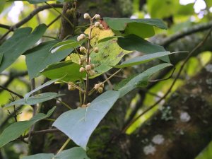 flower buds
