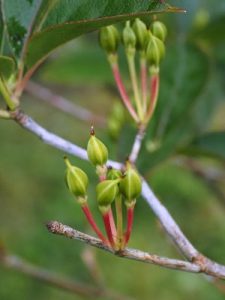 Enkianthus serrulatus