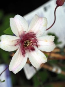 Clematis texensis ‘Princess Kate’