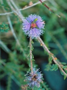 Melaleuca gibbosa