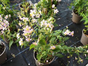 Tibouchina paratropica