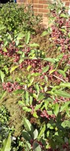 Elaeagnus umbellata ‘Le Vasterival’