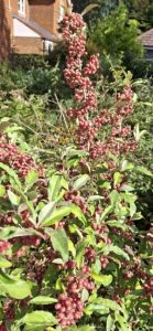Elaeagnus umbellata ‘Le Vasterival’