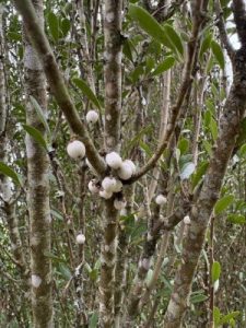 Melicytus obovatus