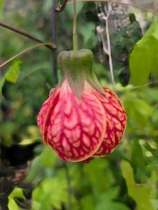 Abutilon