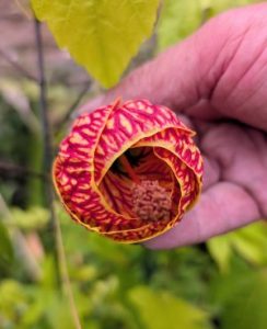 Abutilon