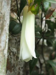 white Lapageria