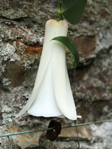 white Lapageria