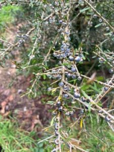 Melicytus crassifolius