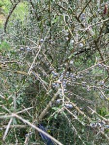 Melicytus crassifolius