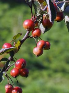 Malus ‘Evereste’