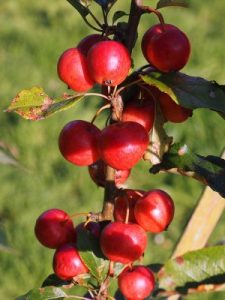 Malus ‘Marble’