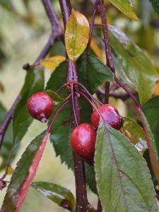 Malus x purpurea ‘Crimson Cascade’