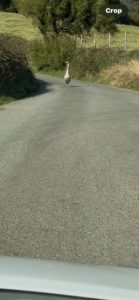 dog owner allows their dog to chase cygnets