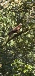 A red kite