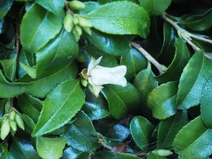 a single flower