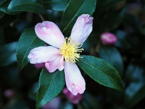 The earliest sasanqua to flower