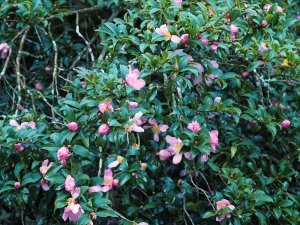The earliest sasanqua to flower