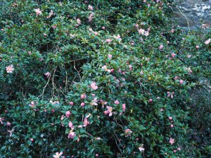 The earliest sasanqua to flower