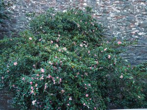 The earliest sasanqua to flower