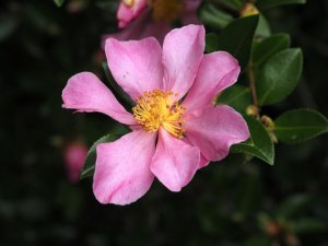 Camellia sasanqua ‘Hugh Evans’