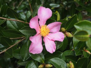 Camellia sasanqua ‘Hugh Evans’