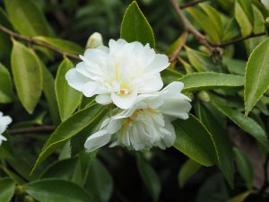 Camellia ‘Winter’s Snowman’