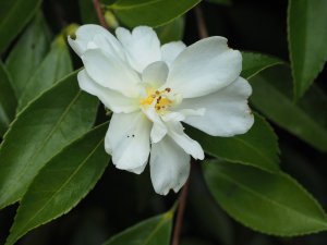 Camellia ‘Winter’s Snowman’