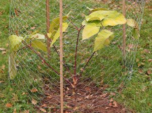 Schefflera macrophylla