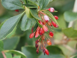 Berberis japonica