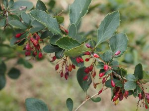 Berberis japonica