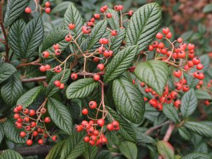 Cotoneaster rhytidophyllus ‘Ogisu’
