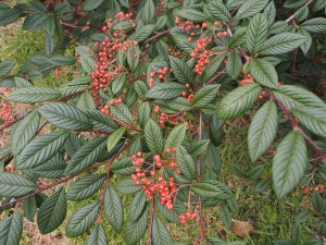 Cotoneaster rhytidophyllus ‘Ogisu’