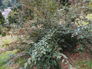 Cotoneaster rhytidophyllus ‘Ogisu’