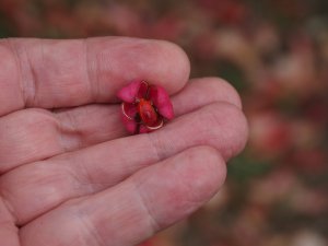 Euonymus hamiltonianus ‘Rising Sun’