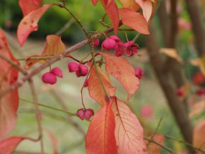 Euonymus hamiltonianus ‘Rising Sun’