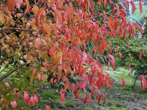 Euonymus hamiltonianus ‘Rising Sun’