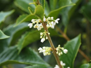 Osmanthus x fortunei (O. fragrans x O. heterophyllus)