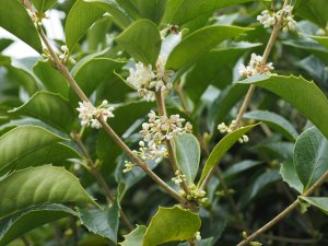 Osmanthus x fortunei (O. fragrans x O. heterophyllus)