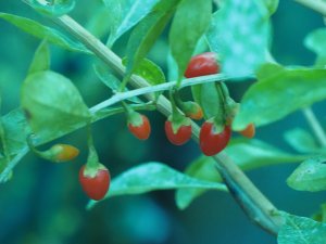 Lycium barbarum