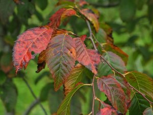 Carpinus caroliniana ‘Red Fall’