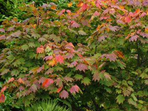 Acer japonicum