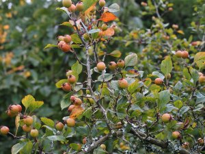 Crataegus aprica