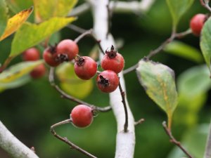 Crataegus ashei