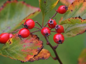 Crataegus calpodendron