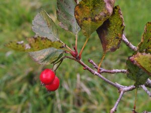Crataegus chinensis