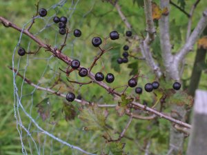 Crataegus chlorascens